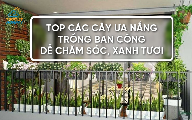 Top các cây ưa nắng trồng ban công dễ trồng, lọc không khí cho nhà bạn